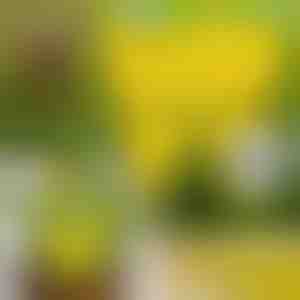 Lepljive zamke za muve (10 kom) | BUGILURE